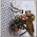 Asilidae sp - Raubfliege-02 - Garten.jpg